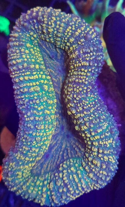Lobophyllia hemprichii YELLOW/GREEN
