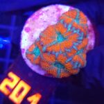Acanthastrea lordhowensis RED (201)