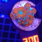 Acanthastrea lordhowensis RED (200)