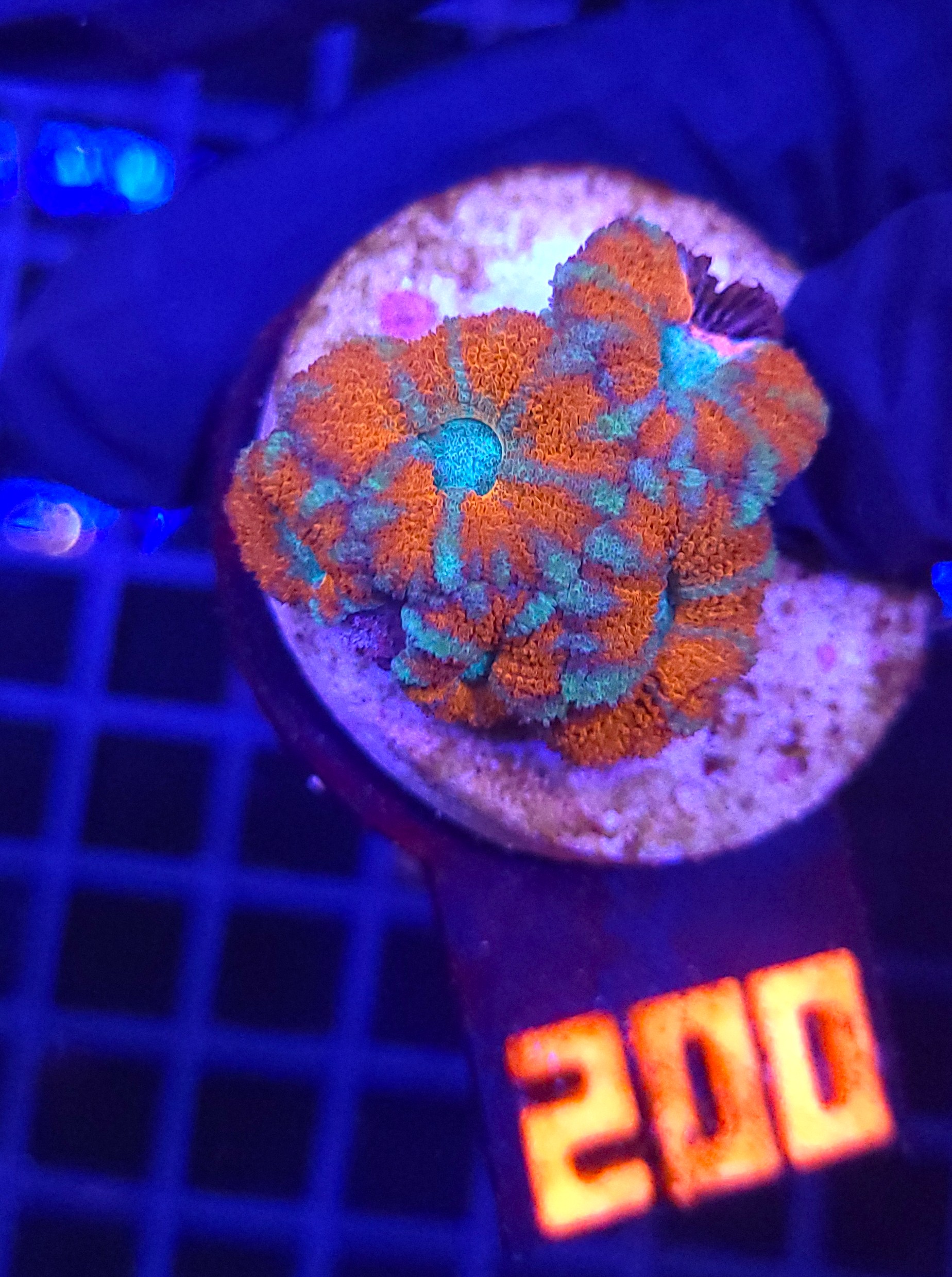 20260907_121550 Acanthastrea lordhowensis RED (200) - obrazek 1