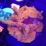 Montipora samarensis „Bubble Gum”
