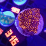 Montipora danae „Superman” (316)