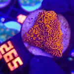 Montipora danae „Superman” (265)