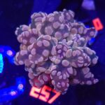 Euphyllia paradivisa pink 1h (257)