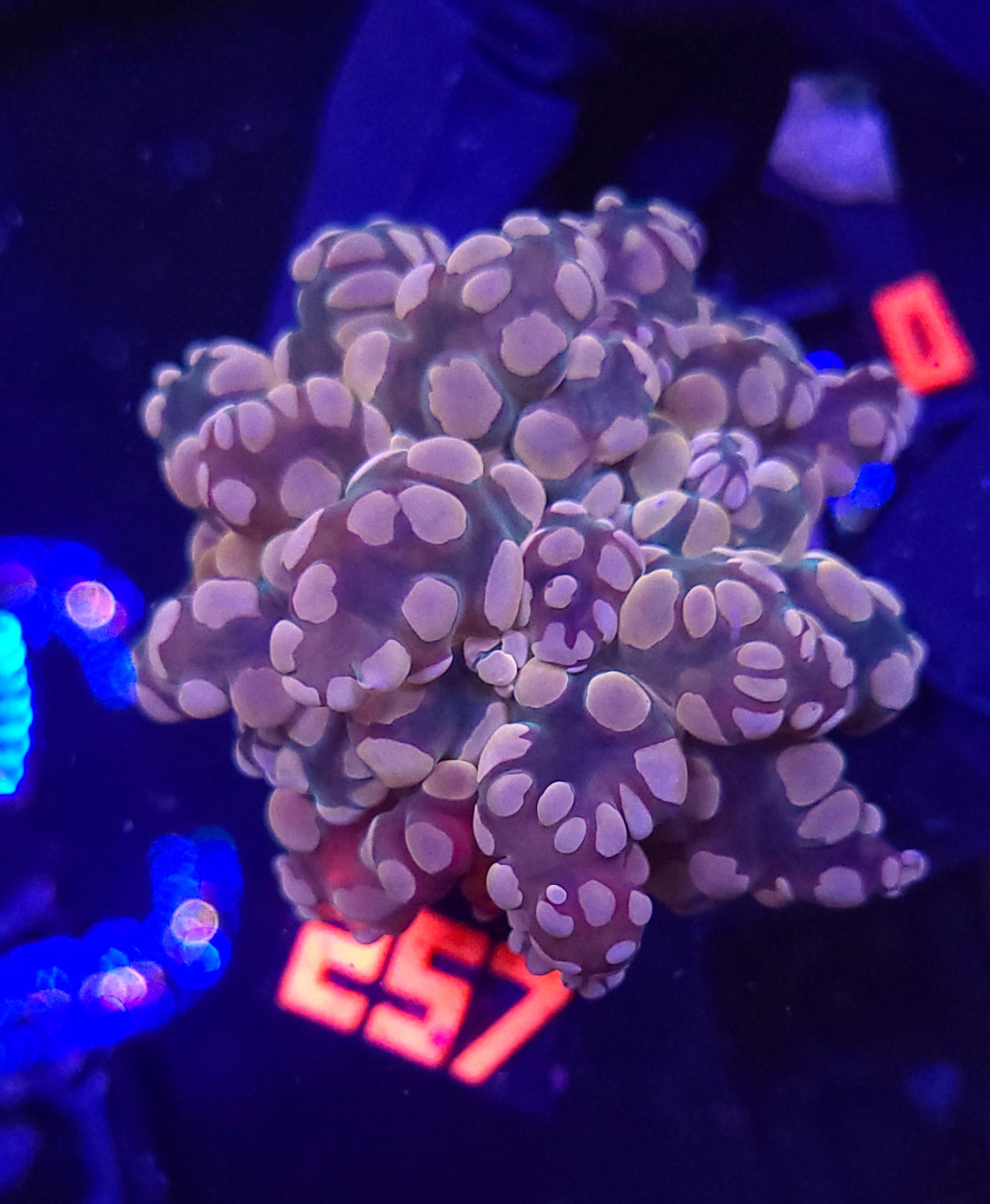 20260924_142724 Euphyllia paradivisa pink 1h (257) - obrazek 1