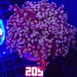 Euphyllia paradivisa purple 1h (209)