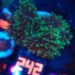Rhodactis indosinensis Green Hair (242)