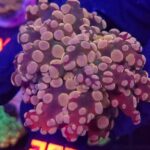 Euphyllia paradivisa gold 1h (257)