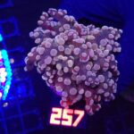 Euphyllia paradivisa purple 1h (257)
