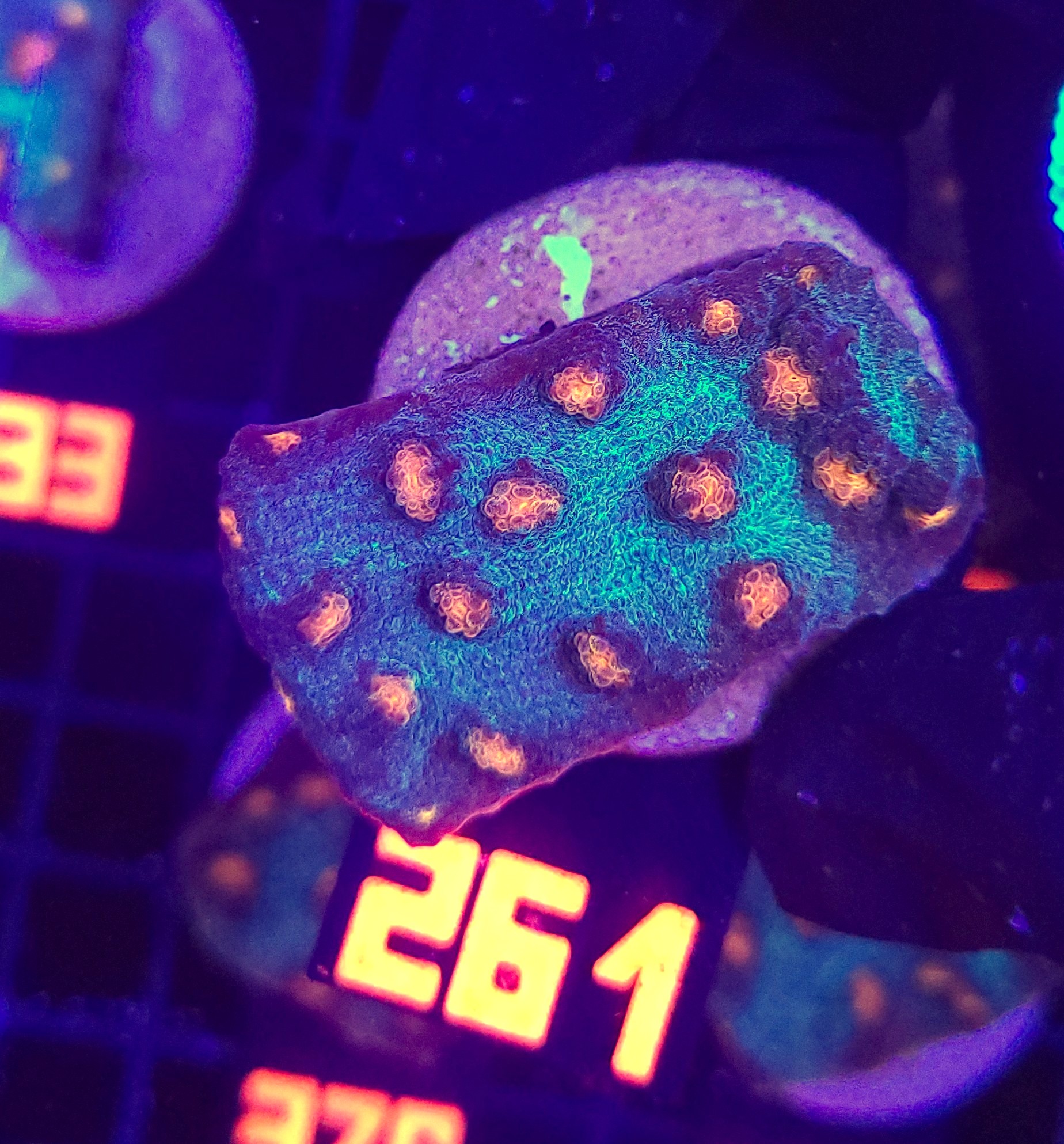 261 Mycedium elephantotus (261) - obrazek 1