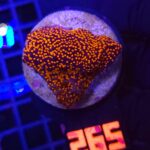 Montipora danae „Superman” (265)