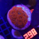 Acanthastrea Neon Red (298)