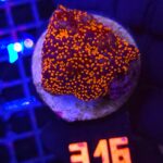 Montipora danae „Superman” (316)