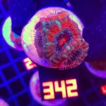 Acanthastrea Bowerbanki (342)
