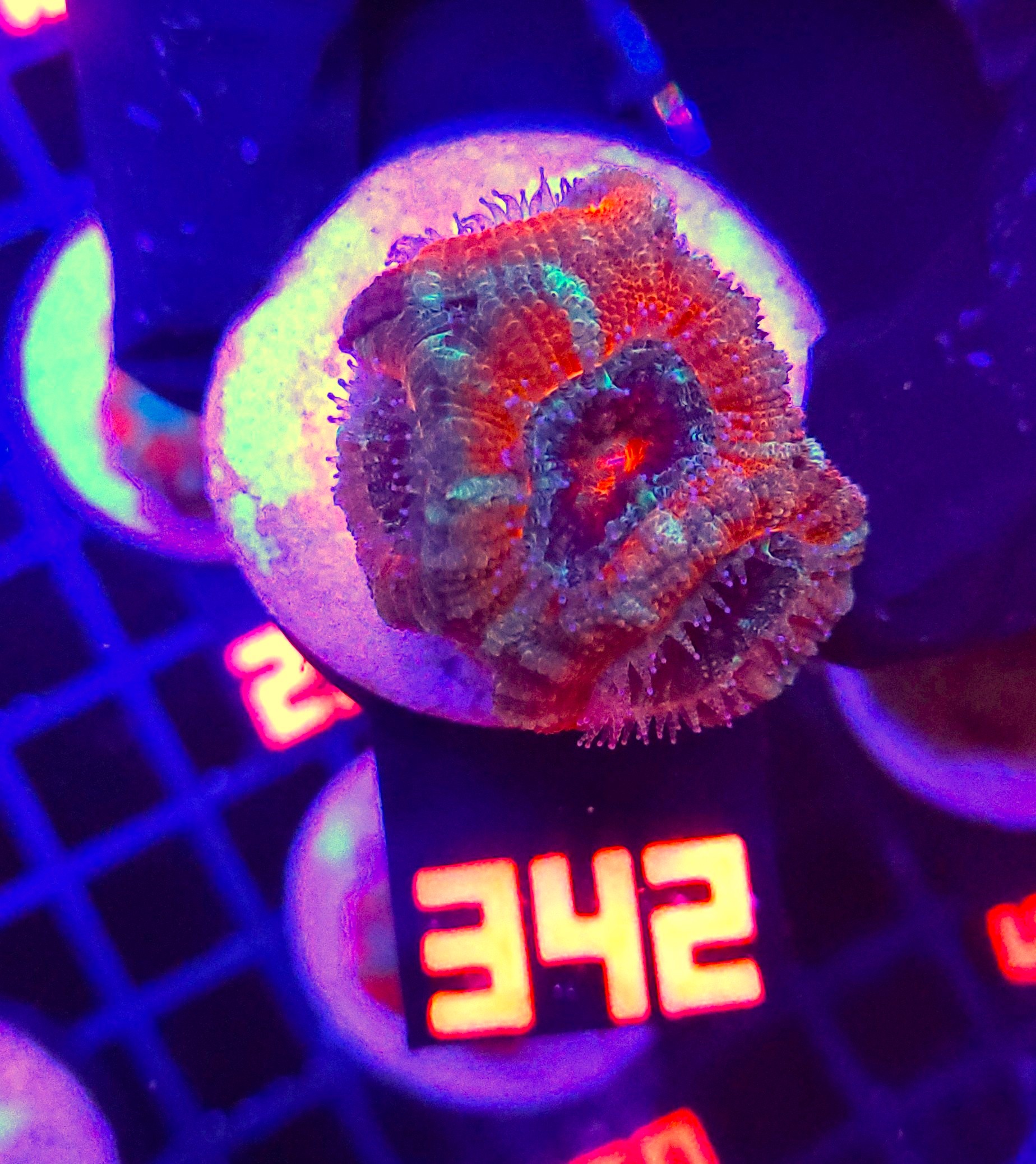 342 Acanthastrea Bowerbanki (342) - obrazek 1