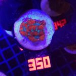 Acanthastrea lordhowensis RED (350)