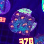 Mycedium elephantotus (378)