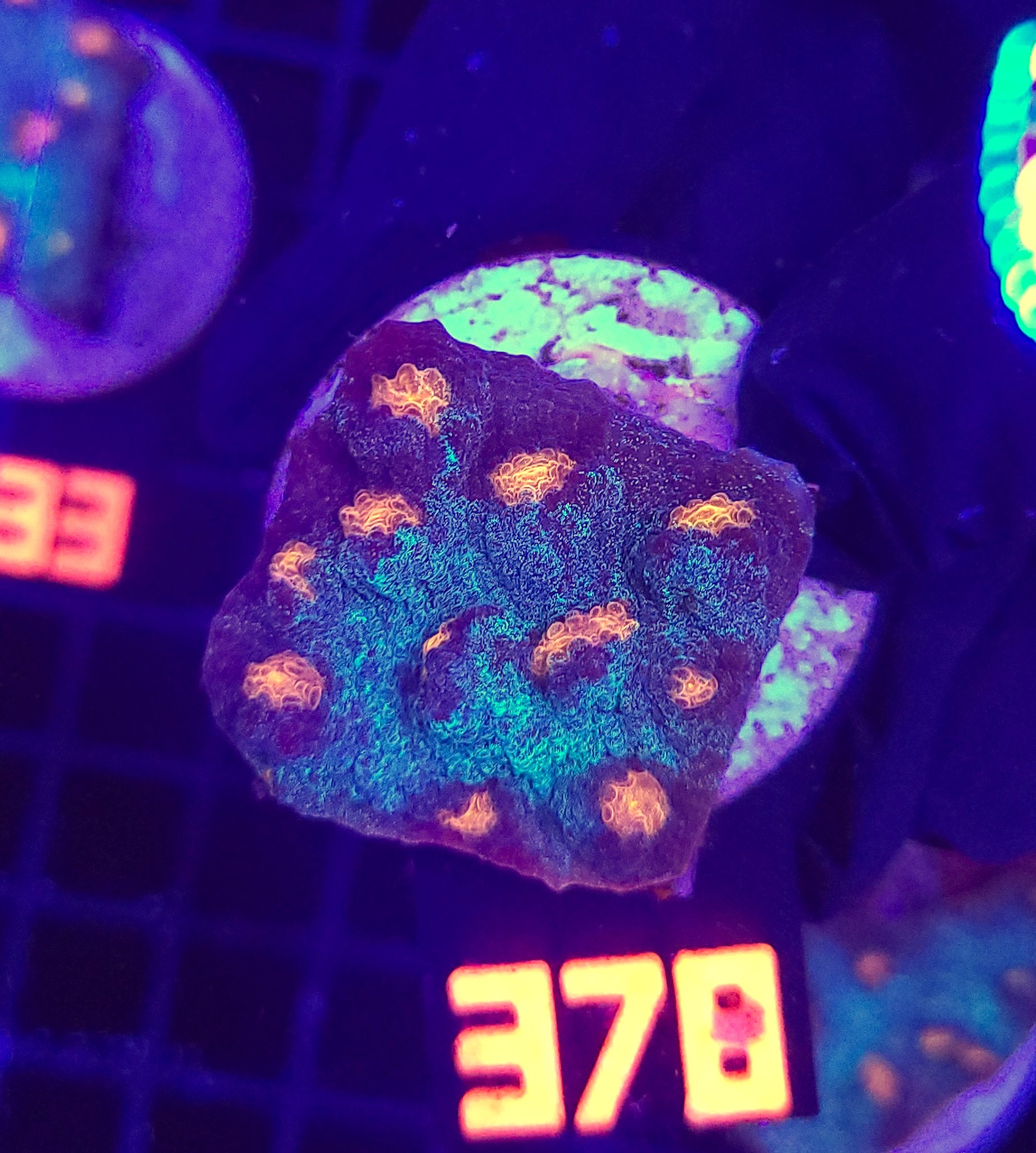 378 Mycedium elephantotus (378) - obrazek 1