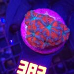 Acanthastrea lordhowensis RED BLUE (383)