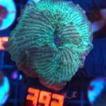 Discosoma watermelon (393)