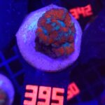 Acanthastrea lordhowensis RED (395)