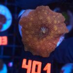 Discosoma Leopard (401)