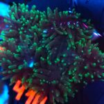 Rhodactis indosinensis Green Hair (410)