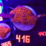 Montipora danae „Superman” (416)