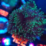 Rhodactis indosinensis Green Hair (422)