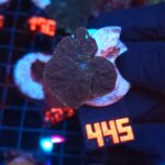 Rhodactis inchoata (445)
