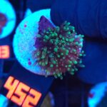 Rhodactis indosinensis Green Hair (452)