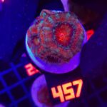 Acanthastrea Bowerbanki (457)