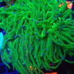 Euphyllia glabrescens toxic PREMIUM SPAGETTI (3 multi head)(468)