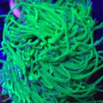 Euphyllia glabrescens toxic PREMIUM SPAGETTI (4 multi head)(468)