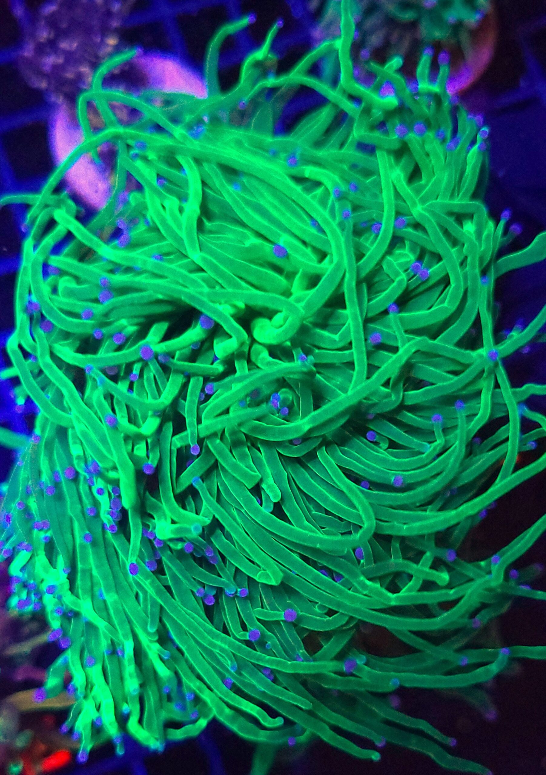 468 Euphyllia glabrescens toxic PREMIUM SPAGETTI (4 multi head)(468) - obrazek 1