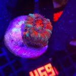 Acanthastrea Bowerbanki (469)