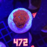 Acanthastrea Neon Red (472)