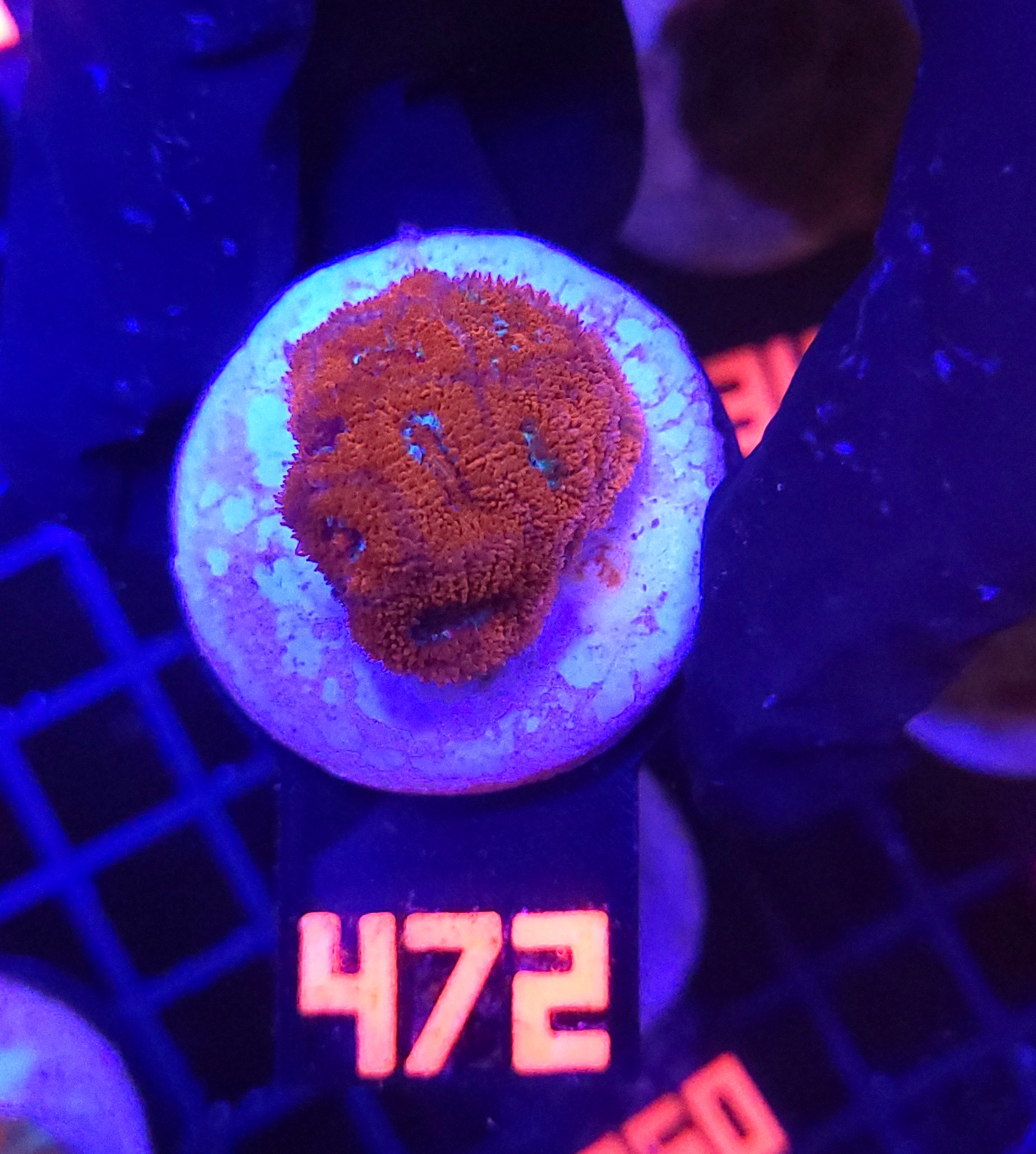 472 Acanthastrea Neon Red (472) - obrazek 1