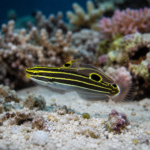 Amblygobius hectori