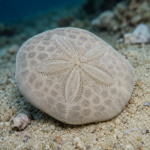 Clypeaster oshimensis
