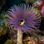 Megalomma sp. (rurówka)