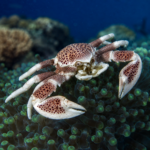 Neopetrolisthes oshimai (Krab porcelanowy)