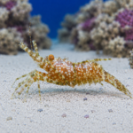Saron marmoratus (krewetka marmurkowa)