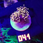 Euphyllia glabrescens Yellow Tip 2h (041)