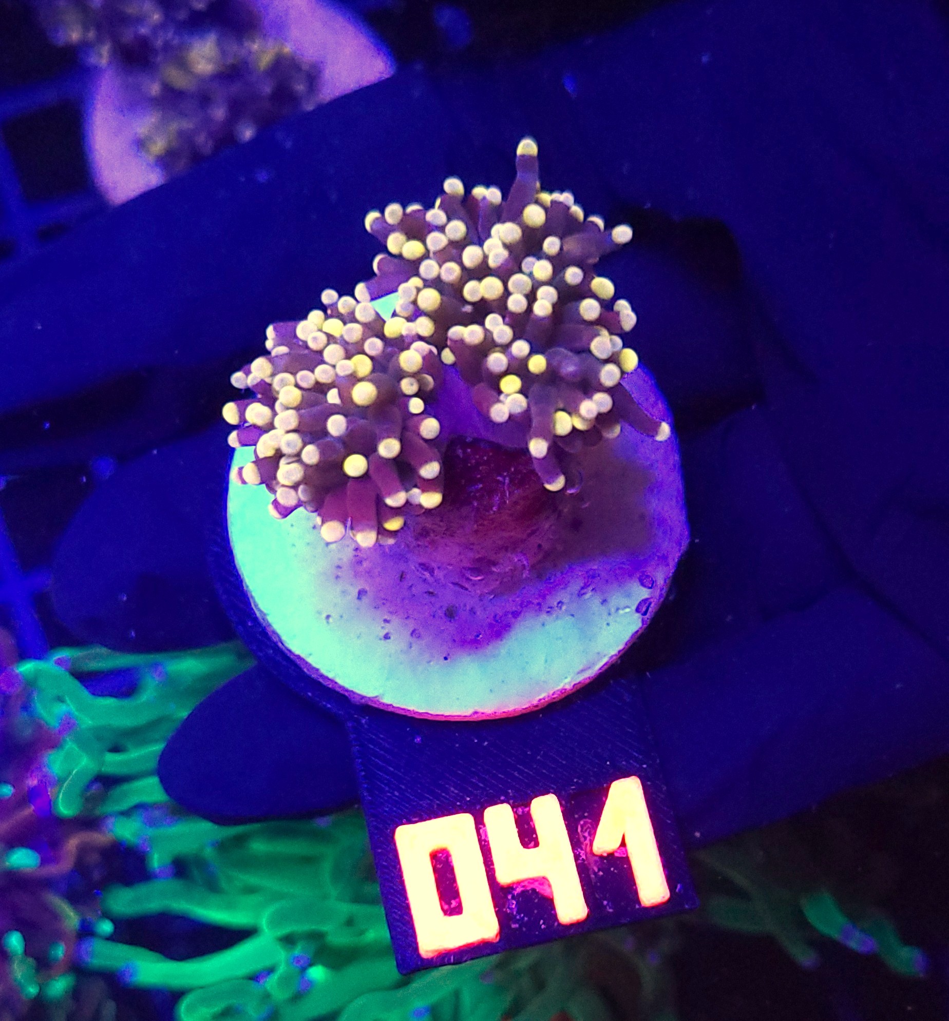 041 Euphyllia glabrescens Yellow Tip 2h (041) - obrazek 1