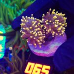 Euphyllia glabrescens Yellow Tip 2h (065)