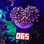 Euphyllia glabrescens Yellow Tip 2h (065)
