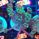 Goniopora stokesi GREEN (085)