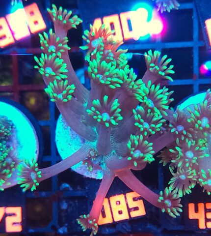 Goniopora stokesi GREEN (085)