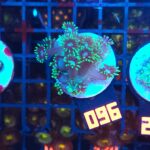 Goniopora stokesi GREEN (096)